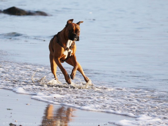 Photo de Boxer