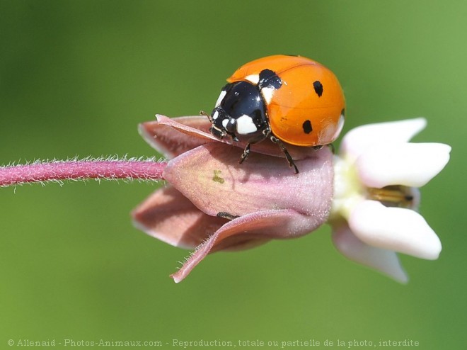 Photo de Coccinelle