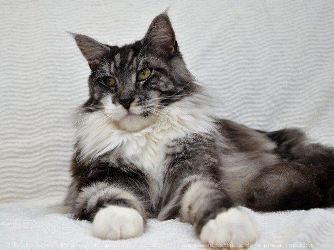 Photo de Maine coon