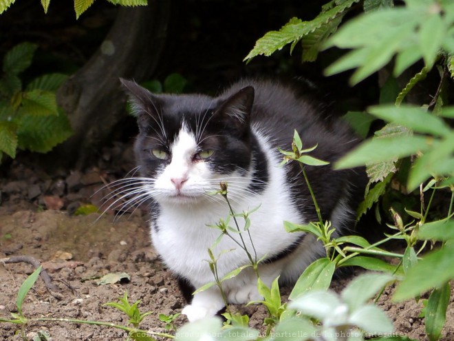 Photo de Chat domestique