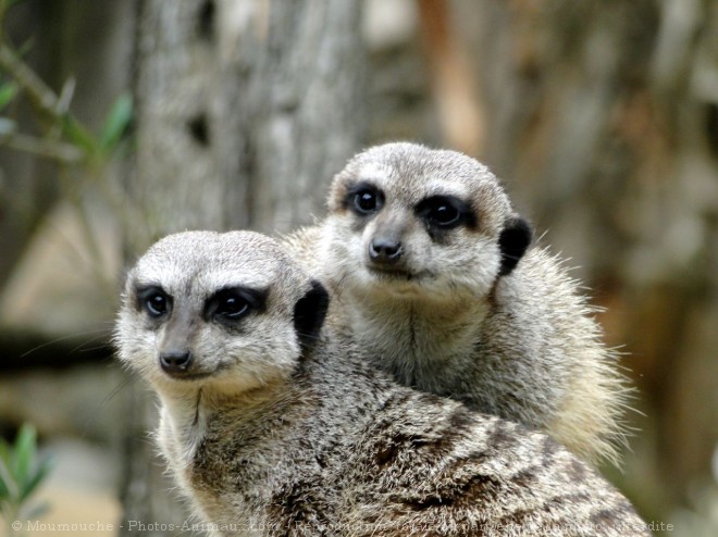 Photo de Suricate