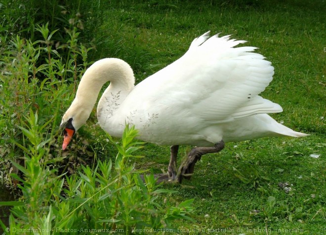 Photo de Cygne