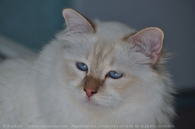 Photo de Sacr de birmanie