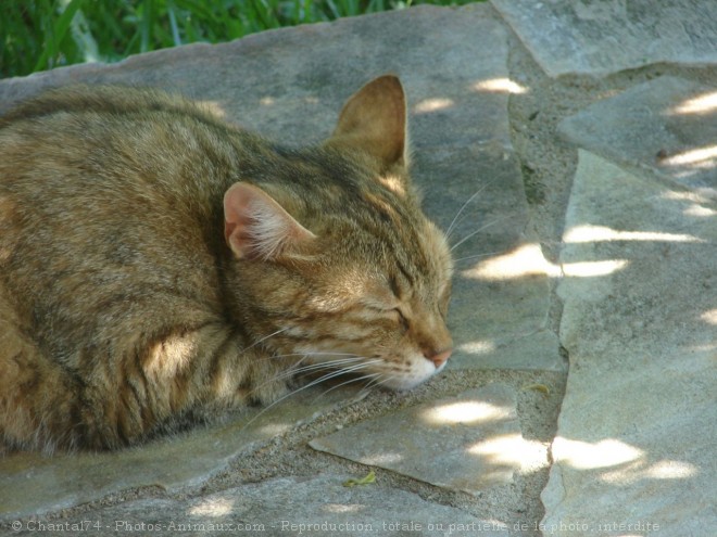 Photo de Chat domestique