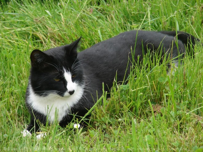 Photo de Chat domestique