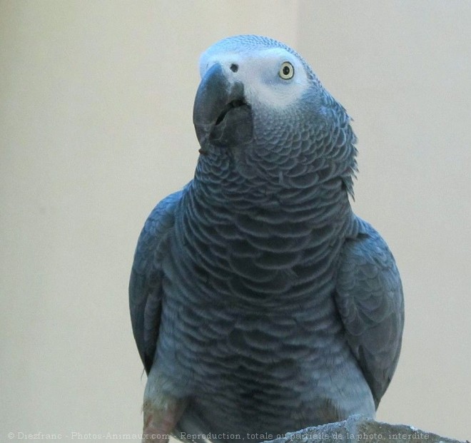 Photo de Perroquet - gris du gabon