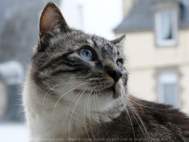 Photo de Chat domestique