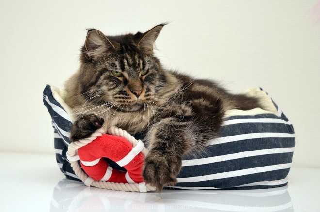 Photo de Maine coon