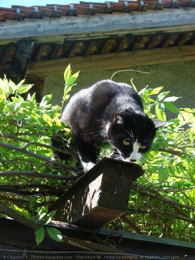 Photo de Chat domestique