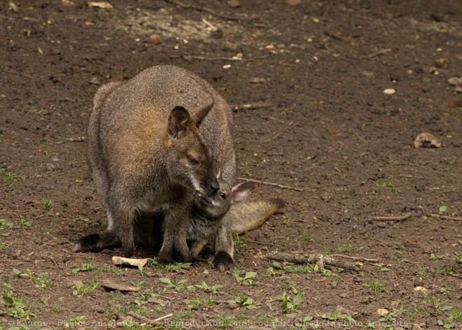 Photo de Wallaby