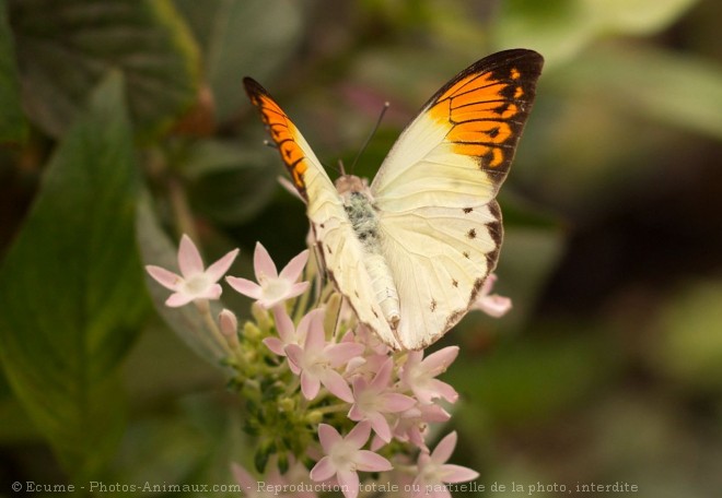 Photo de Papillon - l'aurore