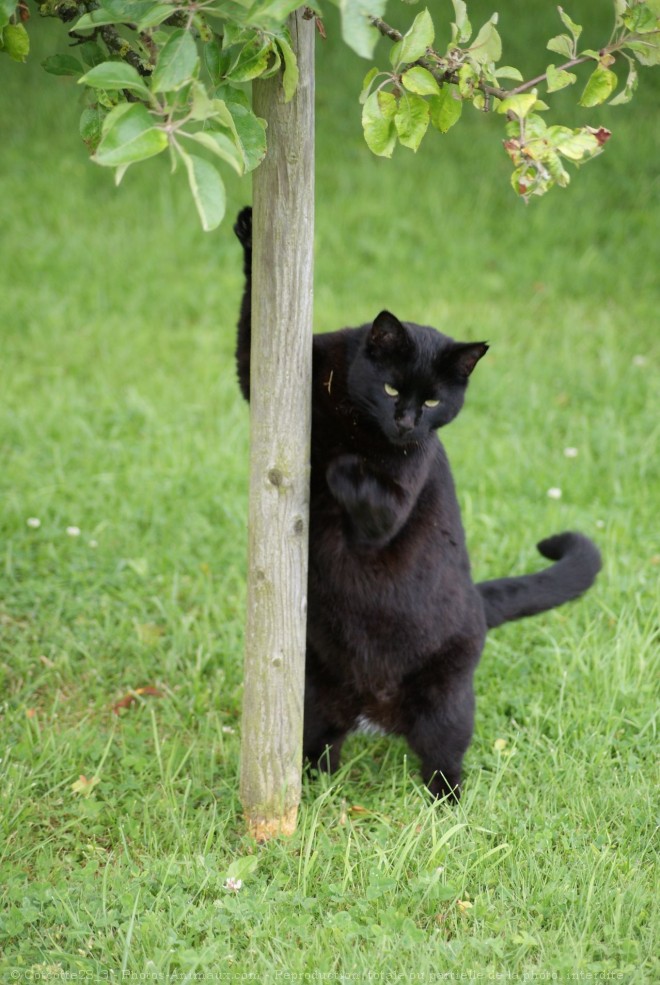 Photo de Chat domestique