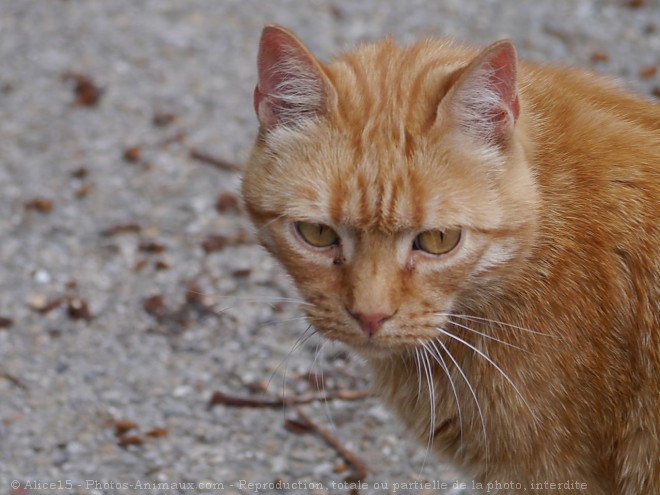 Photo de Chat domestique