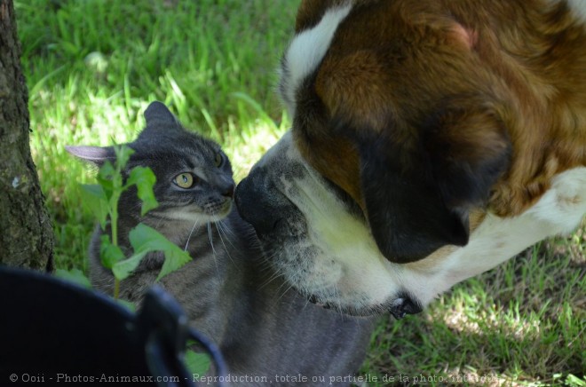 Photo de Saint-bernard poil long