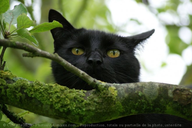 Photo de Chat domestique