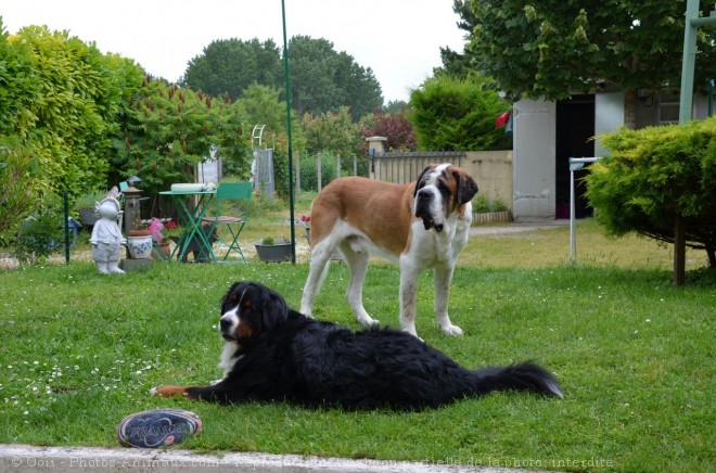 Photo de Saint-bernard poil long