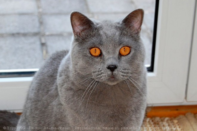 Photo de British shorthair