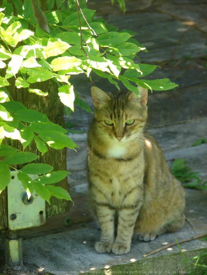 Photo de Chat domestique