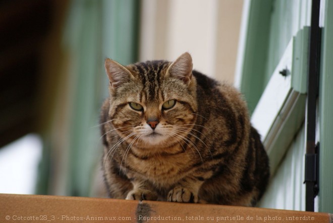 Photo de Chat domestique