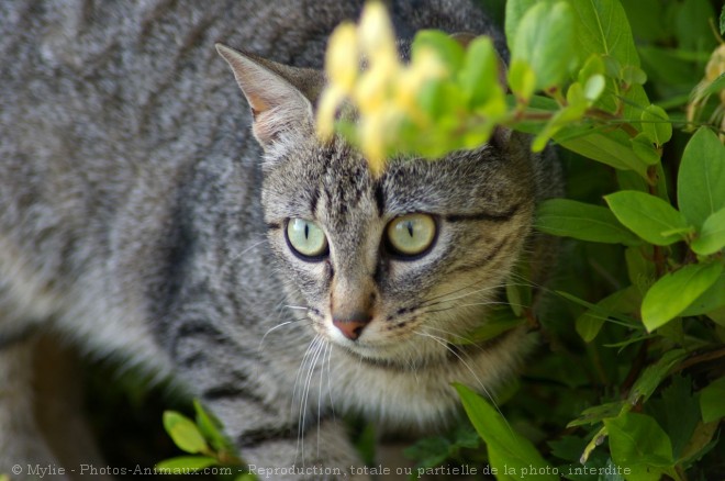 Photo de Chat domestique