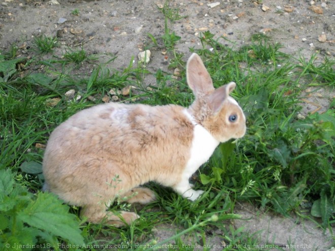 Photo de Lapin