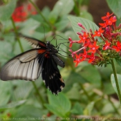 Photo de Papillon