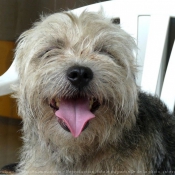 Photo de Border terrier