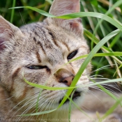 Photo de Chat domestique