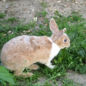 Photo de Lapin