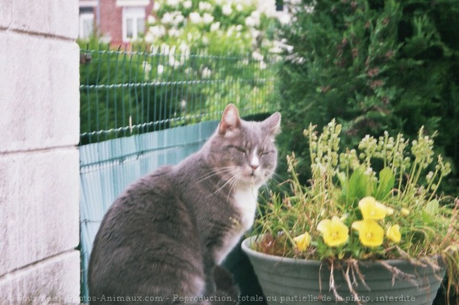 Photo de Chat domestique