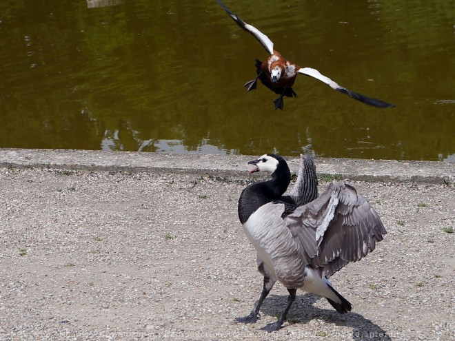 Photo de Races diffrentes