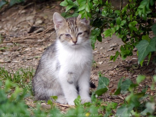 Photo de Chat domestique