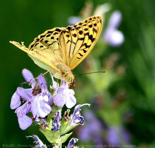 Photo de Papillon