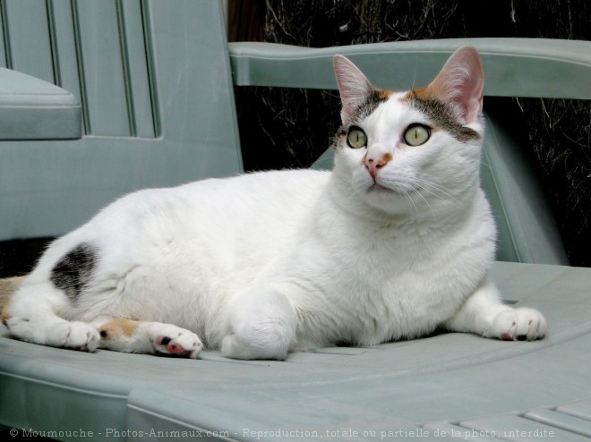 Photo de Chat domestique