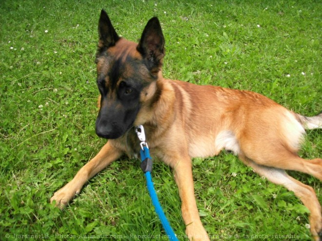 Photo de Berger belge malinois