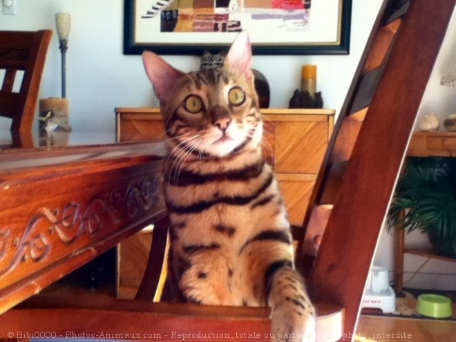 Photo de Bengal