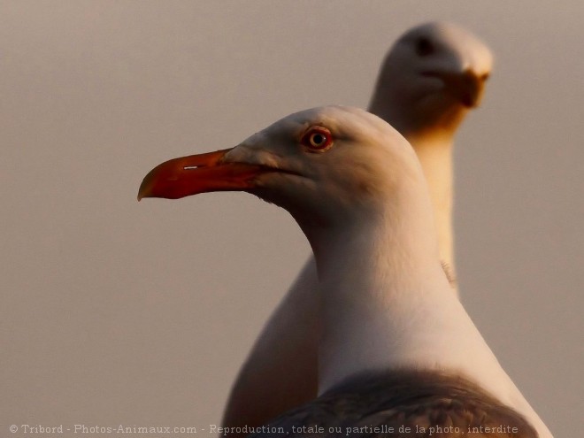 Photo de Goeland