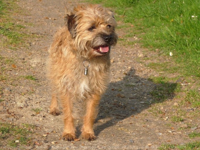 Photo de Border terrier