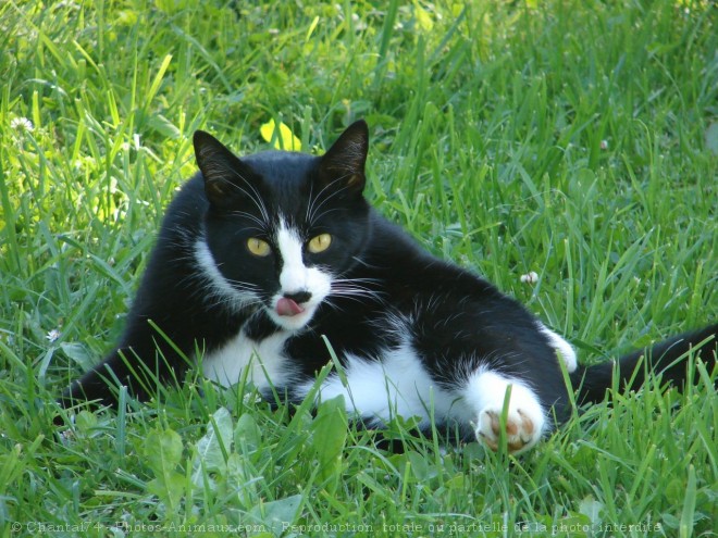 Photo de Chat domestique