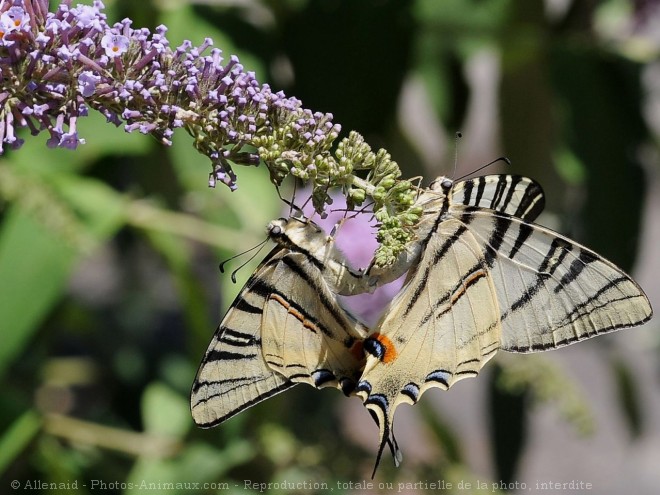 Photo de Papillon - flamb