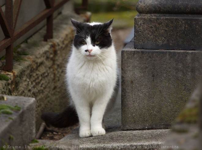 Photo de Chat domestique