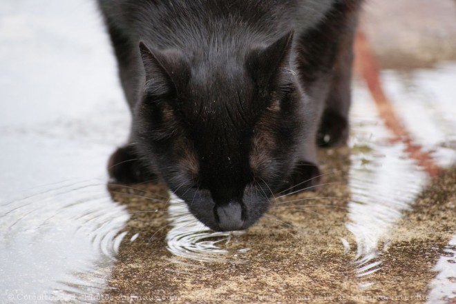 Photo de Chat domestique