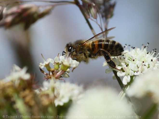 Photo d'Abeille