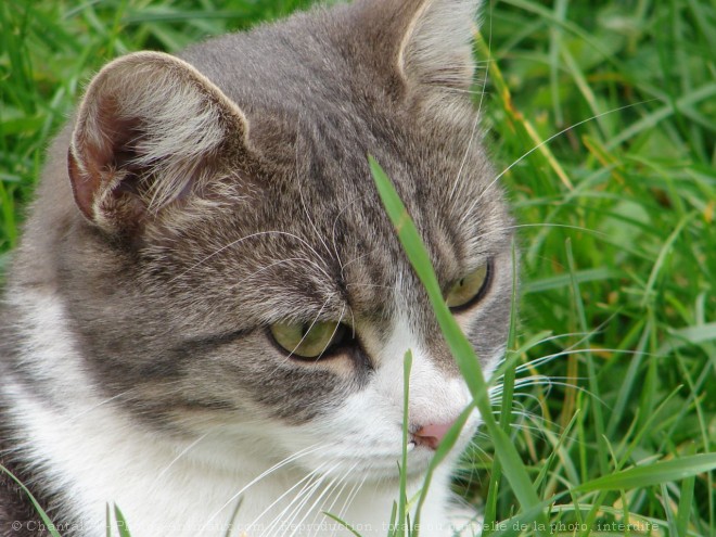 Photo de Chat domestique