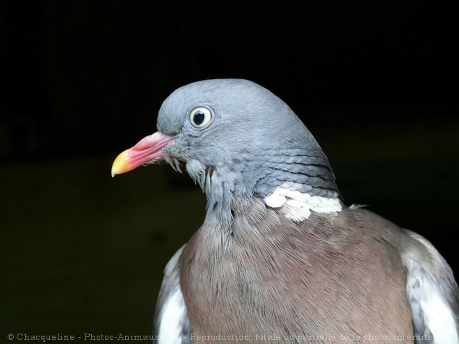 Photo de Pigeon - ramier