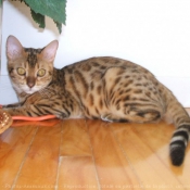 Photo de Bengal