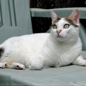 Photo de Chat domestique