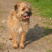 Photo de Border terrier