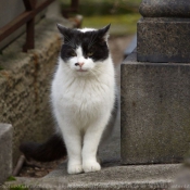 Photo de Chat domestique