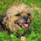 Photo de Border terrier